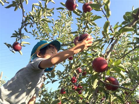 秋池農園|もぎたて新鮮な秋の味覚♪小諸のりんご狩りは『大池。